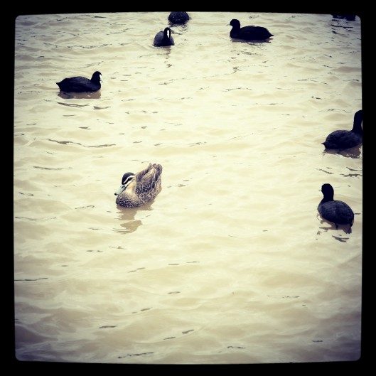 The Pretty Duckling 